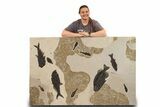 Green River Fossil Fish Mural with Giant Phareodus #295644-2